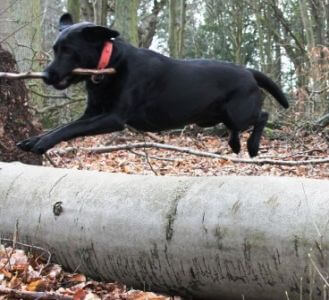 Sort Labrador Retriever Tæve Formel 1 i skoven