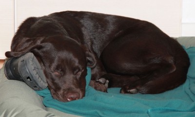 Brun Labrador Retriever sover - 9 måneder